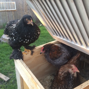 PS how cute are these girls?! One may be a boy... hens aren't suppose to crow
